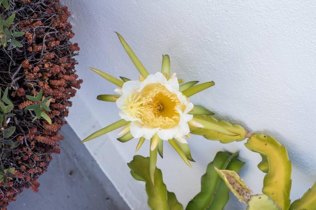Apartamento El Loft De Abreu Cádiz Exterior foto